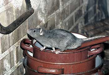 Rodent Proofing | Attic Cleaning San Rafael, CA