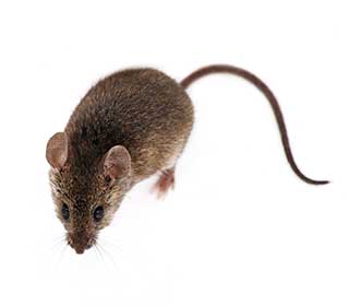 Rodent | Attic Cleaning San Rafael, CA Rodent | Attic Cleaning San Rafael, CA