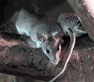 Rodent Infestation | Attic Cleaning San Rafael, CA Rodent Infestation | Attic Cleaning San Rafael, CA